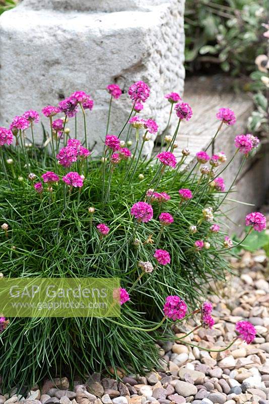 Settled in the gravel, a clump of sea pinks, Armeria maritima.