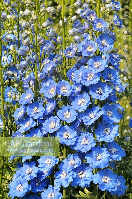 Delphinium elatum 'Langdon's Blue Lagoon' AGM 