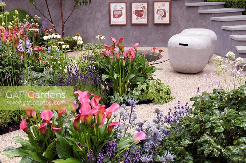 On the Edge, RHS Hampton Court Palace Flower Show 2017.  Zantedeschia 'Pink Puppy', Echinacea 'White Swan' and Eryngium bourgatii 'Picos Amethyst' planted along a graveled path.