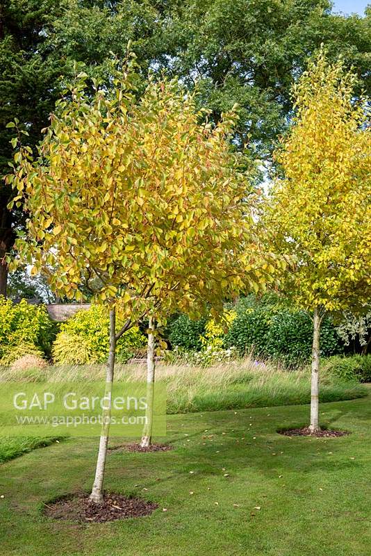 Alnus incana 'Aurea'