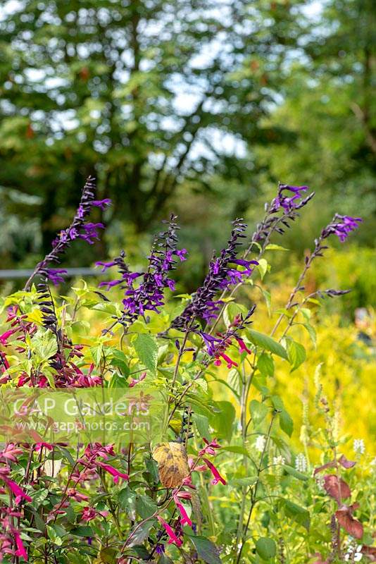 Salvia 'Amistad' with Salvia 'Wendy's Wish'