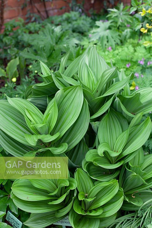 Veratrum californicum at Stone House Cottage Garden, U.K.