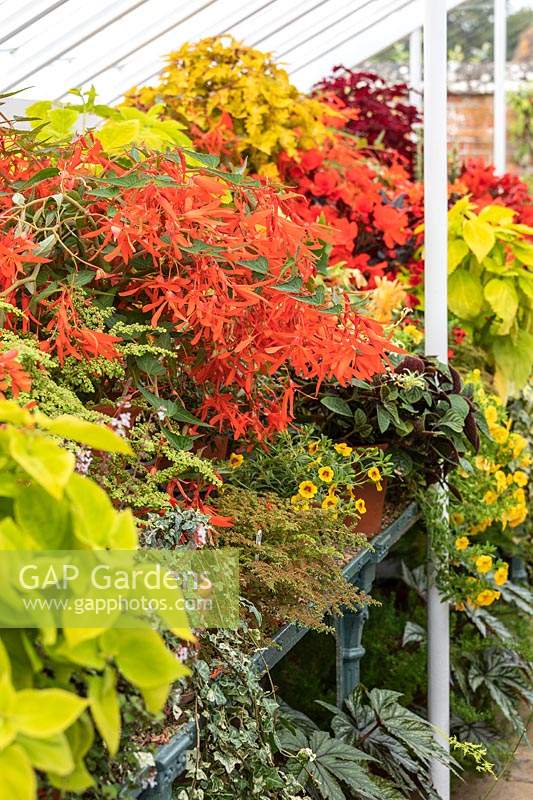 Begonia 'Bossa Nova Orange' with Coleus and other foliage plants on display in containers in a glasshouse at West Dean Gardens, West Sussex