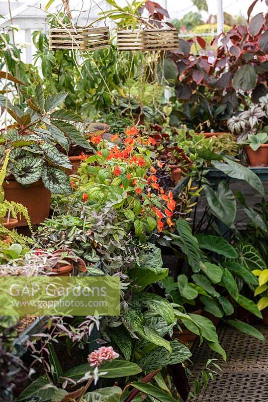 Foliage plants and flowering Seemania sp. in the Temperate glasshouse at West Dean Gardens, West Sussex