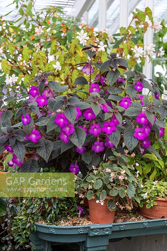 Achimenes 'Hilda' and Begonias on display in the Temperate Glasshouse at West Dean Gardens, West Sussex