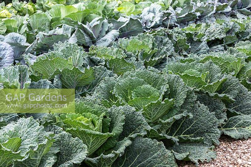 Rows of Giant Cabbages 'Sabrosa F1', 'Deadon', and 'Red Drumhead'