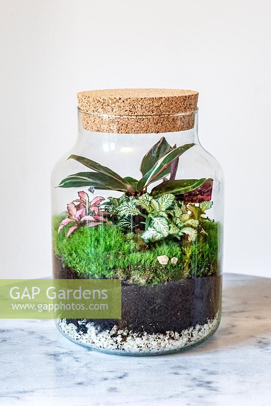 A closed glass storage jar terrarium planted with Fittonia Verschaffeltii Group, Calathea triostar and Cushion Moss.