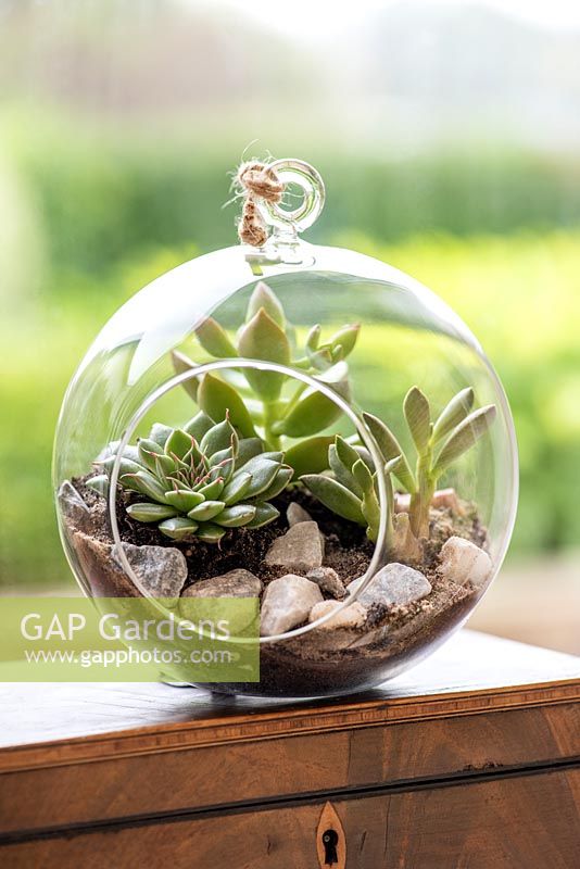 Open glass globe terrarium with succulents Echeveria peacokii, Cotyledon tormentosa and variegated Crassula perfoliata