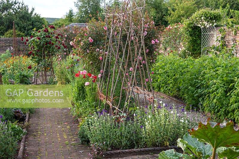 Plant support for sweet peas and Rosa 'Francois Juranville' in classic walled kitchen garden, June.