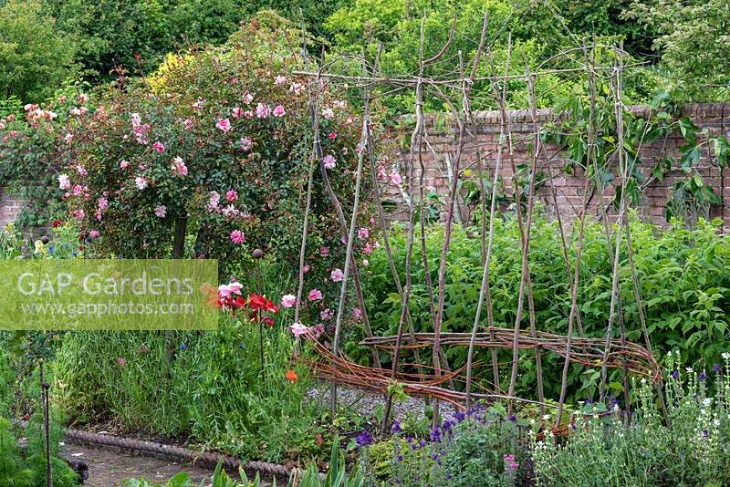 Walled kitchen garden with plant support for sweet peas, 