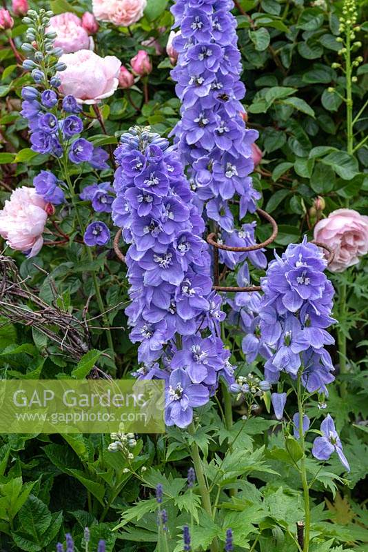 Delphinium 'Guinevere', perennial bearing dramatic spikes of blue flowers in June.