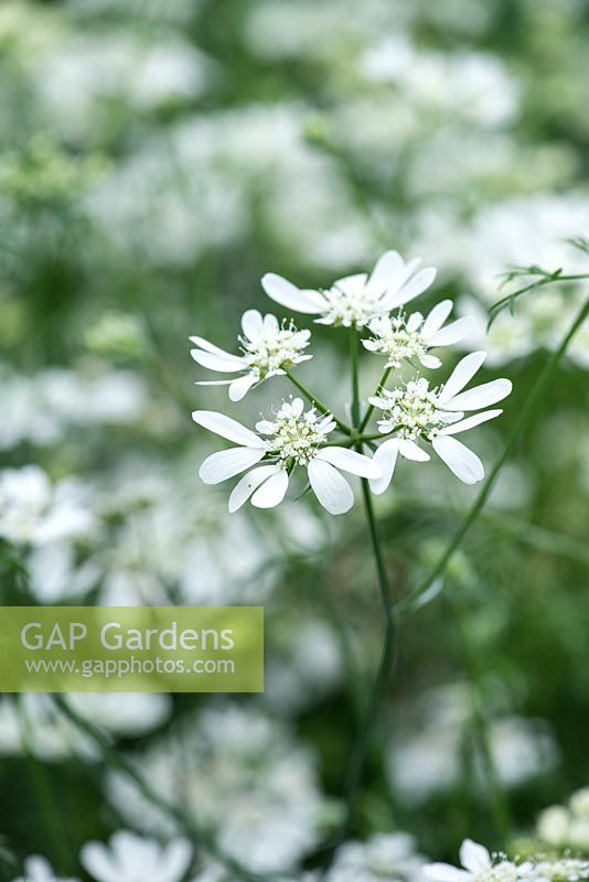 Orlaya grandiflora, white laceflower, a delicate hardy annual that is a lovely cut flower.