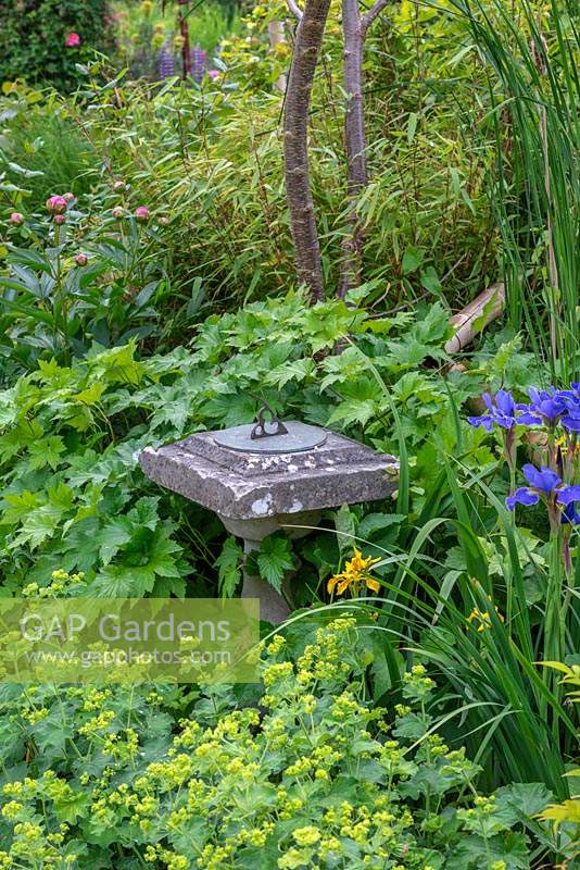 An old stone sundial is almost submerged beneath Alchemilla mollis and leafy Japanese anemones.