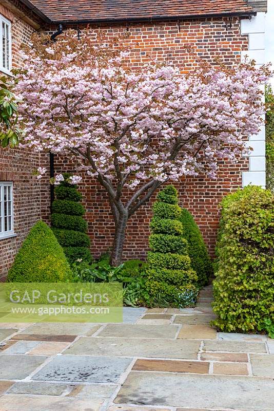 Prunus 'Shirofugen' - Ornamental Japanese Cherry' tree in blossom above Buxus - Box - topiary shapes, small bed against brick period house with paved surround