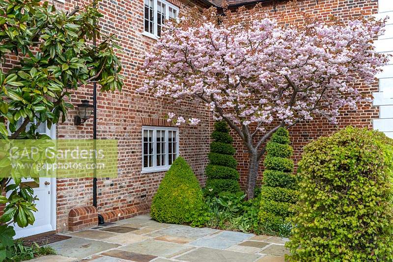 Bed near front door and brick walls contains: Prunus 'Shirofugen' - Ornamental Japanese Cherry'- in blossom above Buxus - Box - topiary shapes