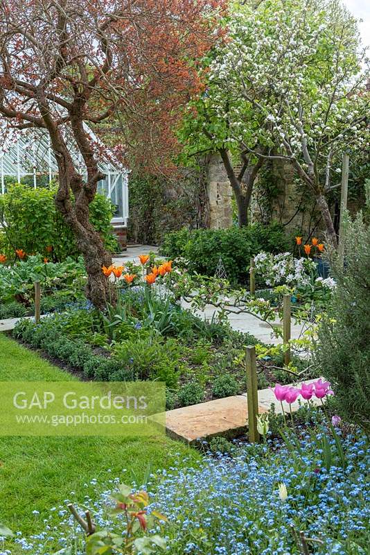 View over small beds, part of a small formal kitchen garden, with Malus domestica 'Falstaff' - Apple - in blossom, trained along a stepover cordon in beds with Myosotis - Forget-me-not - and Tulipa - Tulip