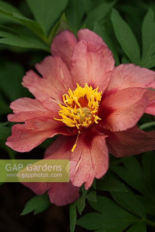 Paeonia 'Kopper Kettle' - Intersectional Itoh Hybrid