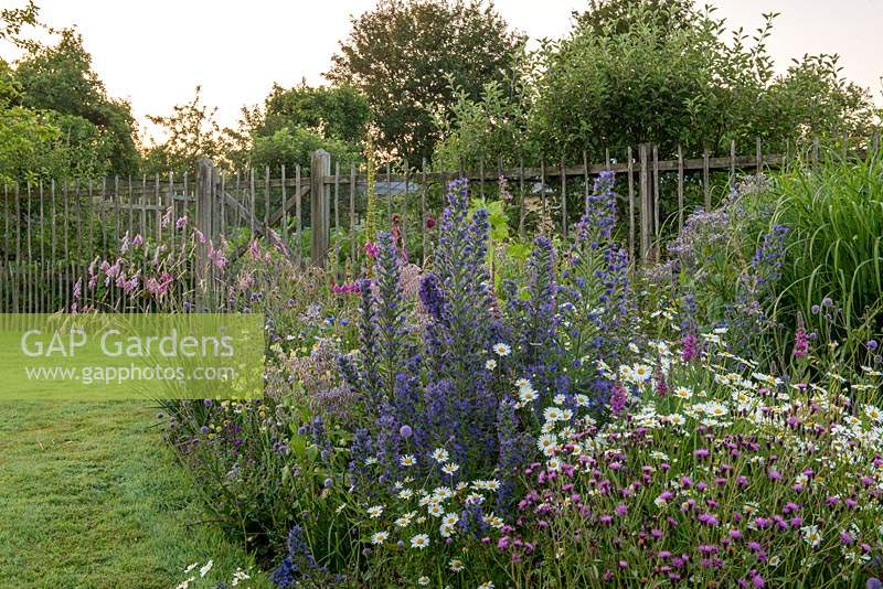 Border full of wildflowers, including Echium vulgare, Leucanthemum and Centaurea 