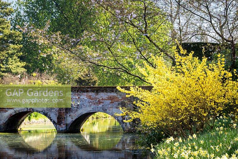 Brick-built bridge over 12th century moat, overhung by blossom and forsythia. Late-flowering Narcissus - daffodils on the bank. Hindringham Hall, Norfolk, UK. 