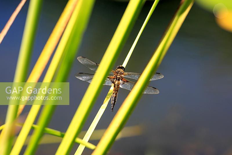 Libellula quadrimaculata - Darter Dragonfly or Four-spotted Chaser - in garden setting, resting on variegated reeds at the edge of a pond