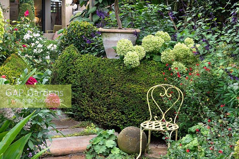 A quiet corner in a town garden with an ironwork chair set against a box hedge and surrounded in hydrangeas, salvias and dahlias.