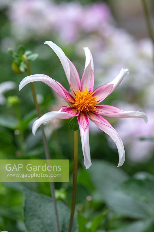 Dahlia 'Honka Fragile'