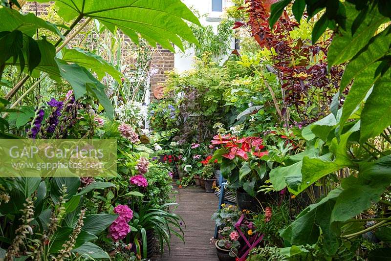 A decked path is lined with hostas, anthurium, hydrangeas, agapanthus, geraniums, coneflowers, gladioli and maples. Overhead hang leaves of Tetrapanax.