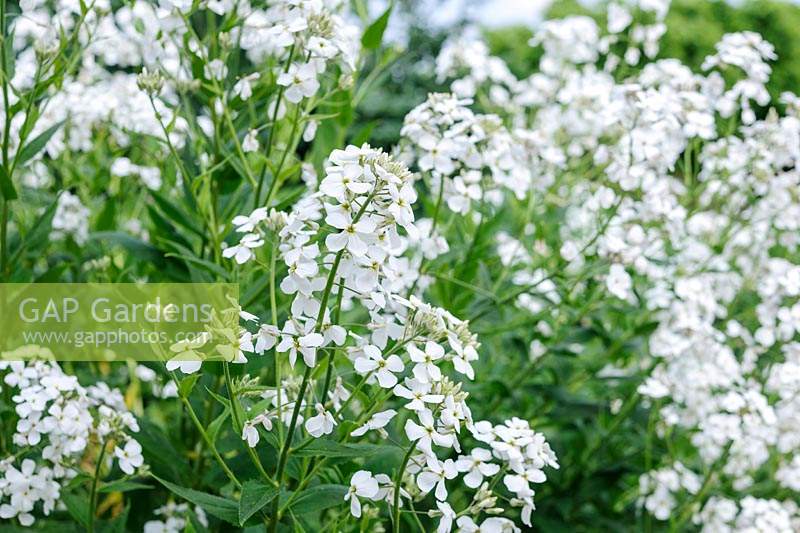 Hesperis matronalis var. albiflora