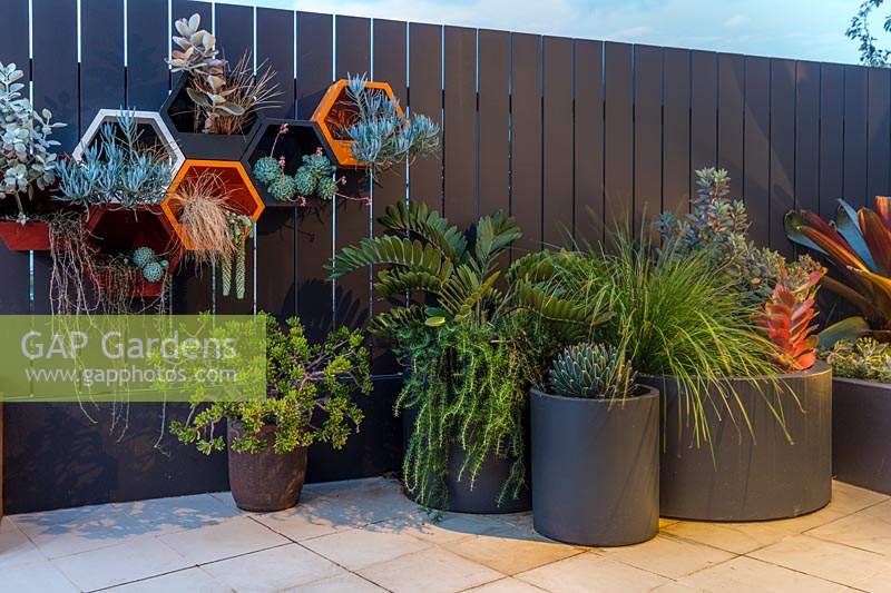 Container pots against a paling fence planted with a variety of plants featuring painted metal wall mounted hexagonal pots, planted with a variety of succulents and grasses.
