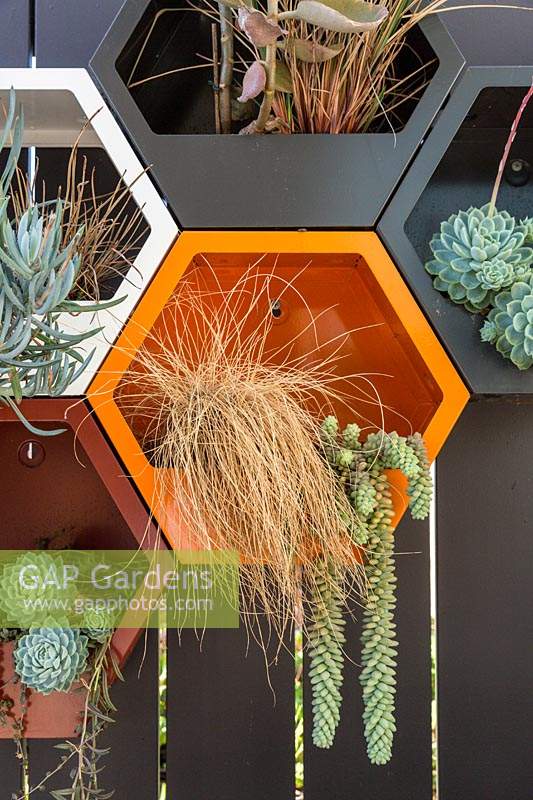 Painted metal wall mounted hexagonal pots, planted with a variety of succulents and grasses.