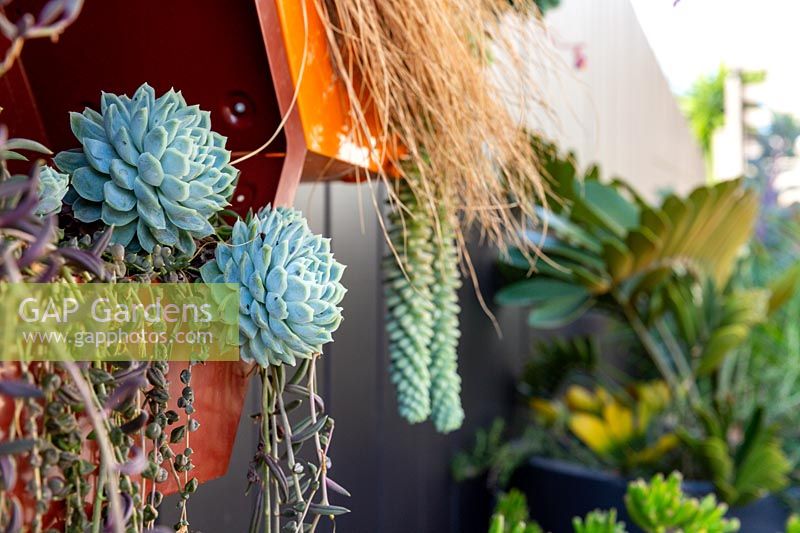 Painted metal wall mounted hexagonal pots, planted with a variety of succulents and grasses.