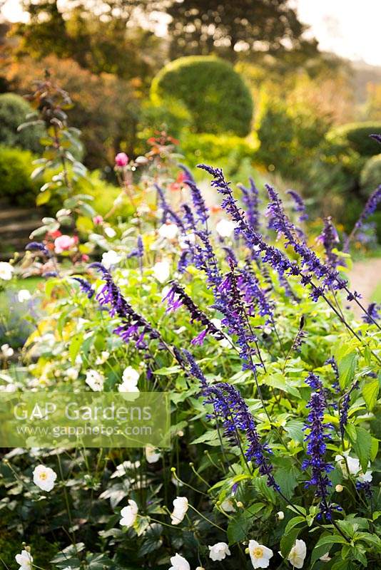 Blue Salvia and white Anemone japonica - Japanese Anemone - in a bed 