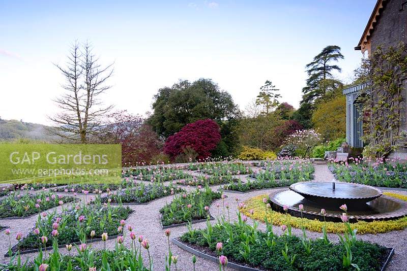 The Parterre at Hotel Endsleigh with bubbling central fountain and beds of pink tulips underplanted with violas in spring