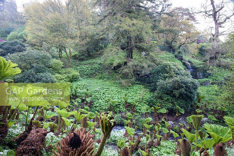View down into the Dell where the Edgcumbe Stream tumbles through the valley between lush banks. 