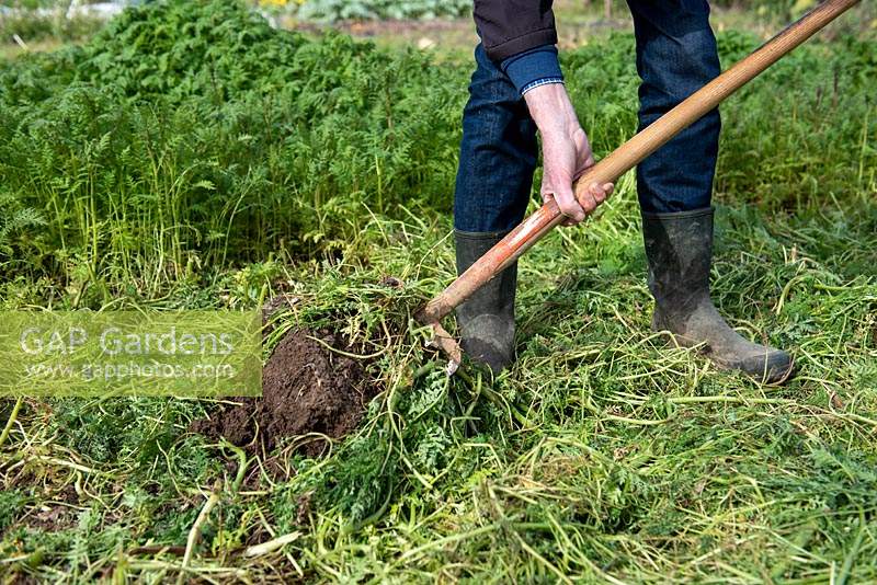 Digging Phacelia tanacetifolia into the soil as green manure 