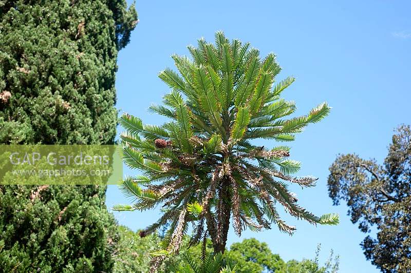 Wollemia nobilis 'Wollemi Pine'