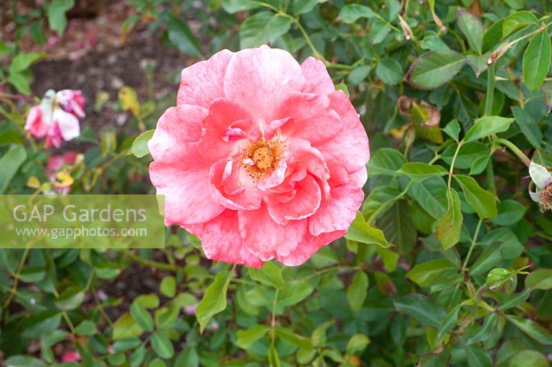 Rosa 'Matangi' rose