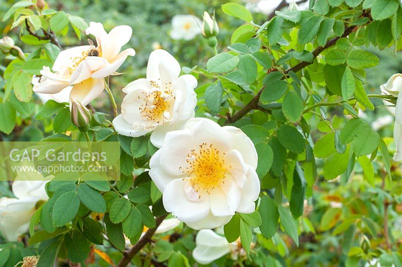 Rosa 'Fruhlingsgold' - Pimpinellifolia Hybrid Rose