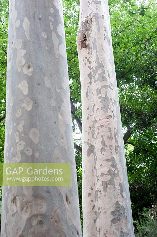 Eucalyptus Maculata, Spotted Gum