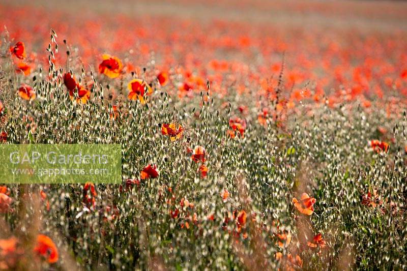 Papaver rhoeas - Winter oats with poppies 