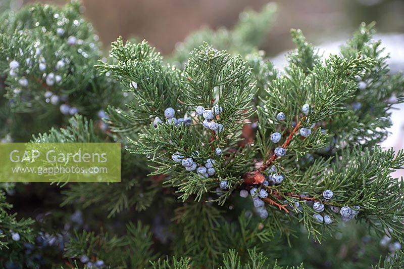 Juniperus polycarpos 'Sabina' - Branch of evergreen Junipper with berries in winter