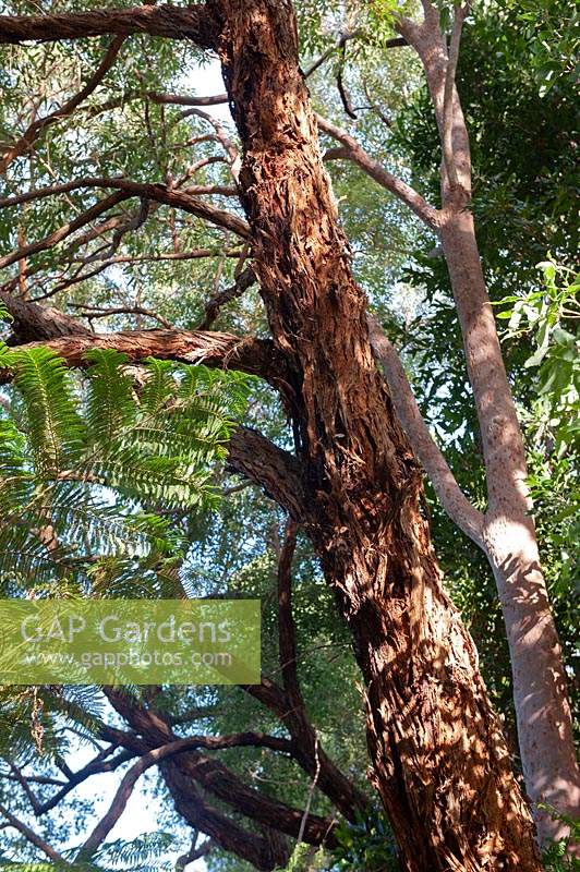 Eucalyptus obliqua - Messmate Stringybark, Brown Top or Tasmanian Oak - view up along the trunk