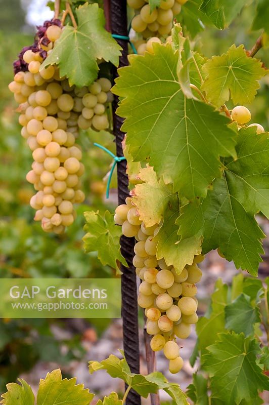 Vitis vinifera 'Suzi' - Grape Vine - bunches of white-yellow elongated grapes 