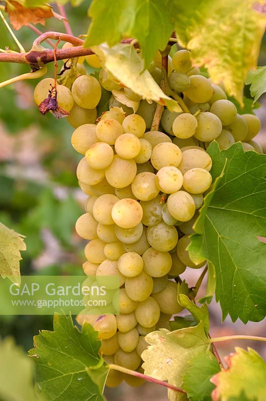Vitis vinifera 'Suzi' - Grape Vine - bunch of ripe white-yellow grapes 