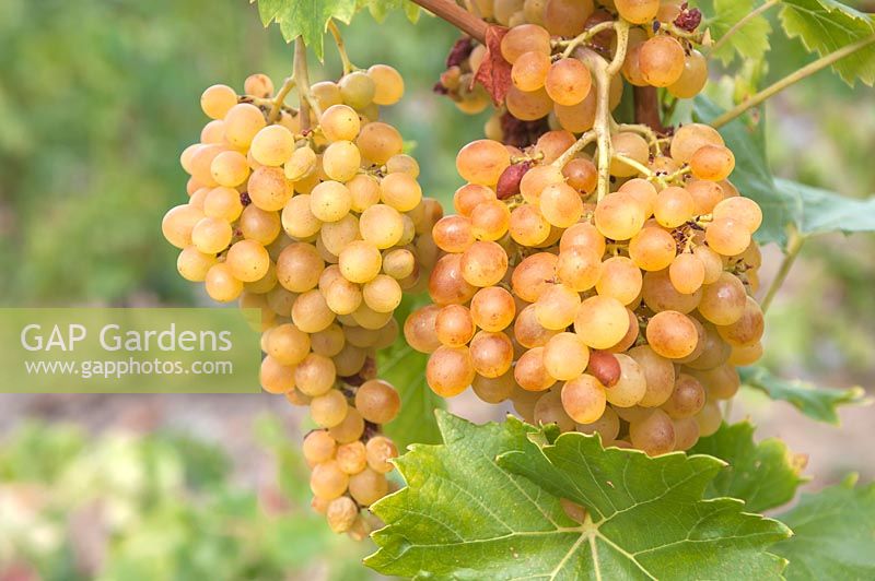 Vitis vinifera 'Prim' - Grape Vine - bunch of ripe white-yellow grapes 