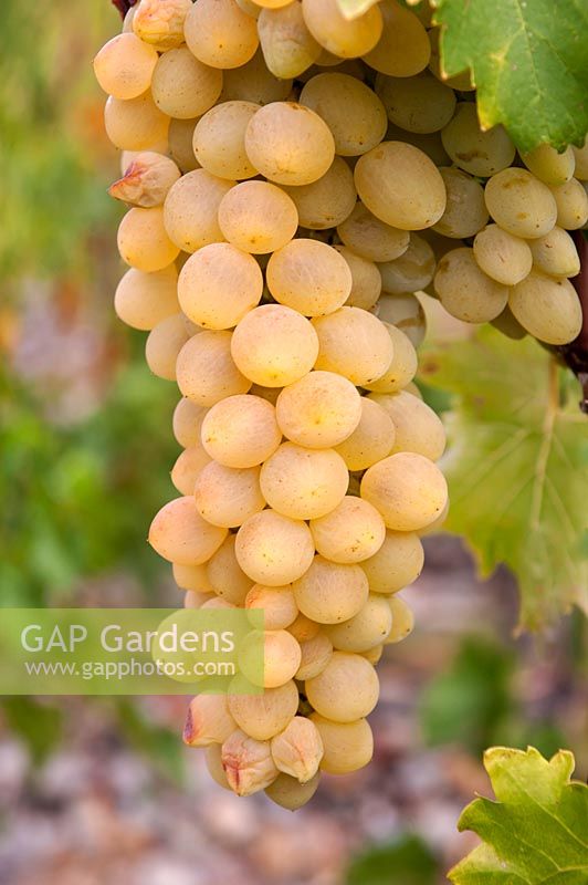 Vitis vinifera 'Prim' - Grape Vine - bunch of ripe white-yellow grapes 