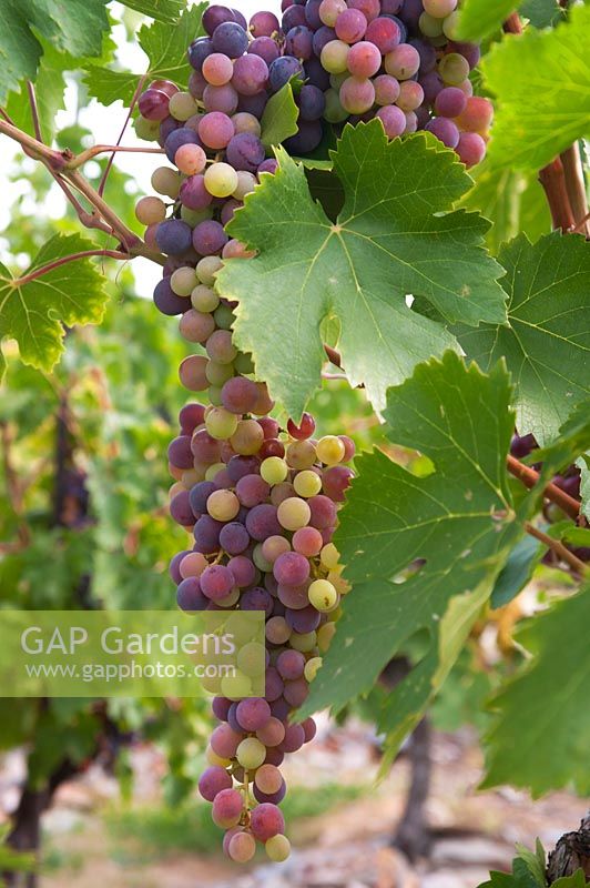 Vitis vinifera  'Royal' - Grape Vine - bunch of ripe red-purple grapes 