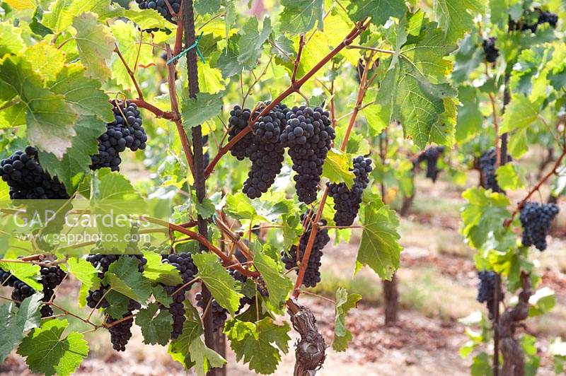 Vitis vinifera 'Pinot Gris' - Grape Vine - trained up and tied on to iron rods, bunches of ripe blue-black grapes on each plant