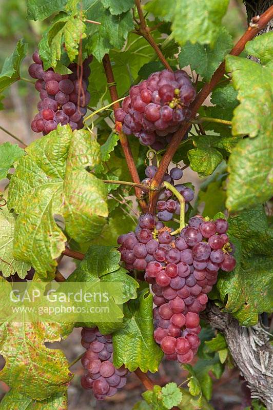 Vitis vinifera 'Chasselas Rose Royal Dessert' - Grape Vine - bunches of ripe red-purple grapes amongst foliage
 