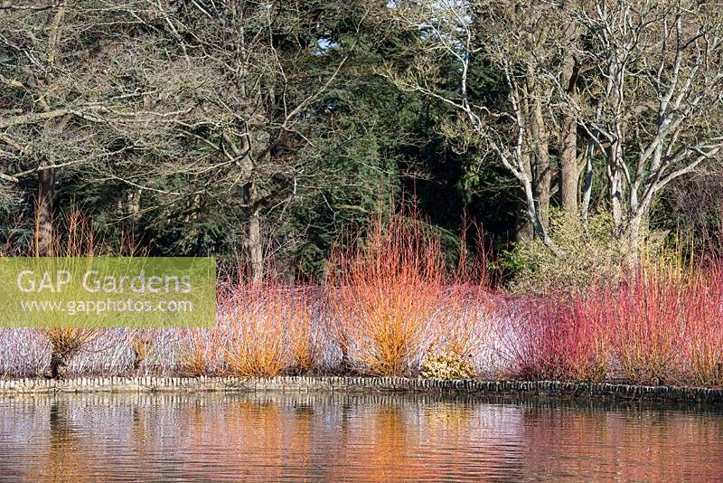 Waterside planting of deciduous shrubs and brambles with coloured stems such as Cornus - Dogwood and Rubus - White-stemmed Bramble , colours reflected in water
